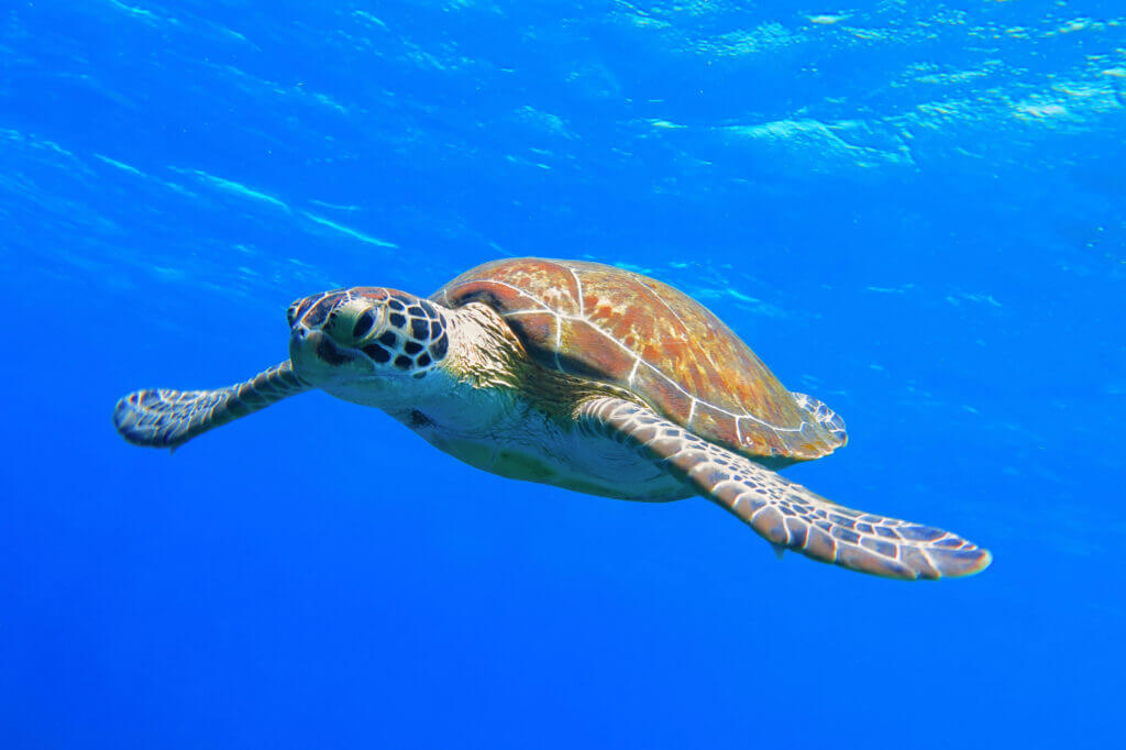 Sea Turtle swimming