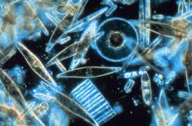Diatoms algae