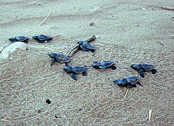 Baby turtles beach