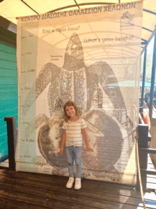 Archelon Rescue Center Sea Turtles Chart