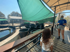 Volunteer at Archelon Sea Turtle Rescue Center