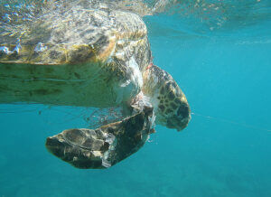 Fish Net harming sea turtles