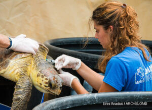 Volunteer at Archelon sea turtle rescue center