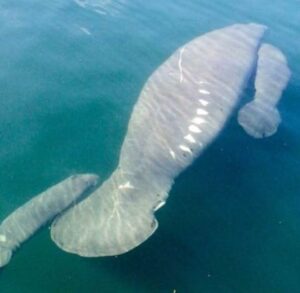 baby manatees