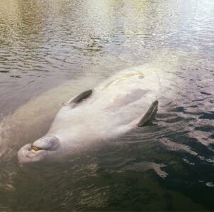 Manatee on his back