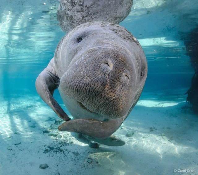 Manatee