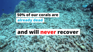 Dead Corals